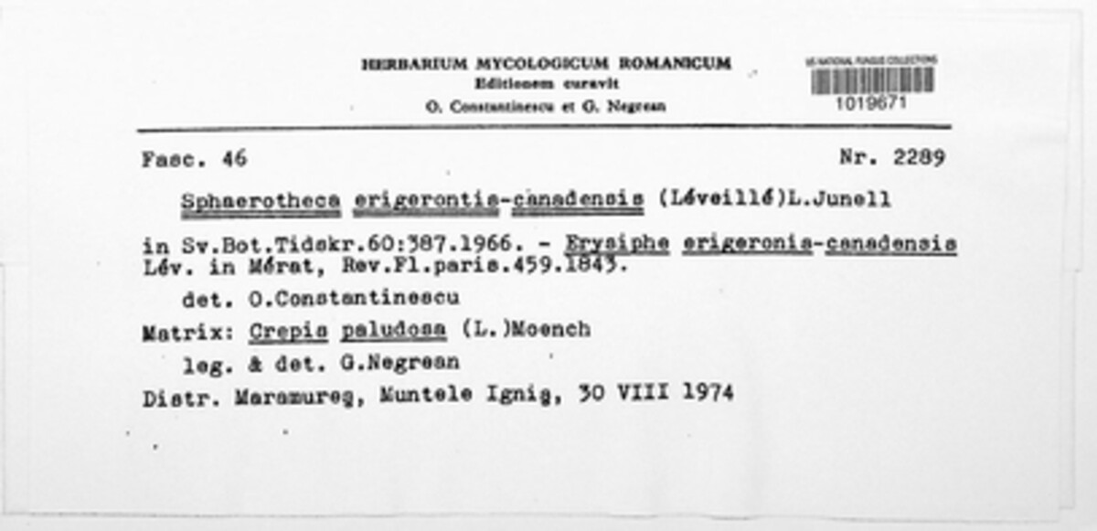 Sphaerotheca erigerontis image